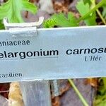 Pelargonium carnosum Máis