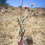 Eriogonum angulosum Staniste