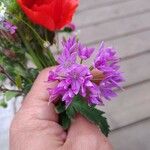 Allium unifolium Flower