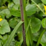 Fritillaria meleagris Bark