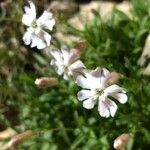 Silene borderei Flower