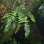 Asplenium lividum Liść