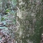 Leonia glycycarpa Corteza