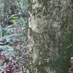 Leonia glycycarpa Bark