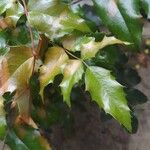 Berberis repens List