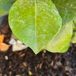 Mandevilla boliviensis Leaf