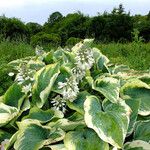 Hosta sieboldiana Hábitos