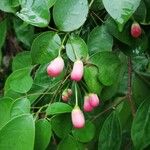 Rourea coccinea Fruit