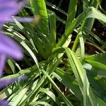 Camassia leichtlinii Hoja