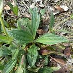 Tuberaria lignosa Blatt