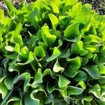 Limonium santapolense Hoja