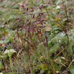 Agrostis pilosula Habitus