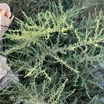 Salsola vermiculata Листок