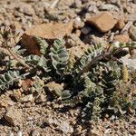 Astragalus layneae Hábito