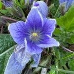 Mandragora officinarum Blodyn