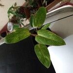 Philodendron martianum Leaf