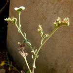 Heliotropium bacciferum Habit