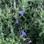 Glandora prostrata 花