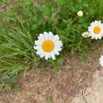 Leucanthemum ircutianumKvět