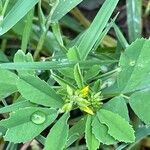 Melilotus officinalis Blatt