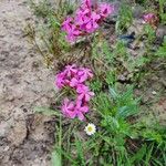 Atocion armeria Blatt