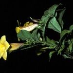 Allamanda schottii Λουλούδι