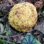 Maclura pomifera ഫലം