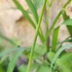 Echinochloa colona Bark