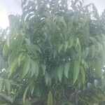 Annona reticulata Хабит