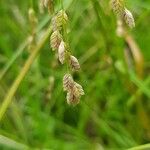 Glyceria canadensis फल