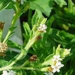 Stevia rebaudiana Flower