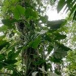 Syngonium schottianum Other