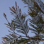 Acacia senegal برگ