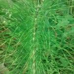 Equisetum telmateia Cortiza