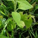 Helianthus decapetalus Foglia