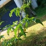 Solanum atropurpureumFolio