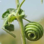 Medicago scutellata Fruto
