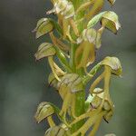 Orchis anthropophora 花