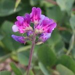 Lathyrus japonicus Fula