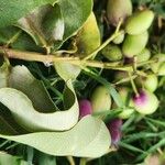 Syzygium guineense Fruto