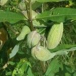 Asclepias syriacaBlatt