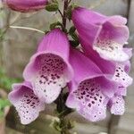 Digitalis thapsi 花