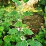 Mentha arvensis 葉