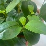 Peperomia glabella Листок