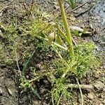 Ranunculus sceleratus Habitus