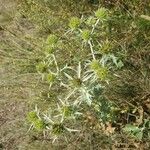 Eryngium campestreFlower