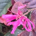 Loropetalum chinense Flower