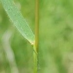 Gaudinia fragilis Leaf