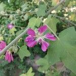 Malva thuringiaca Flower