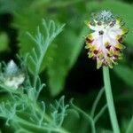 Platycapnos spicata Flower